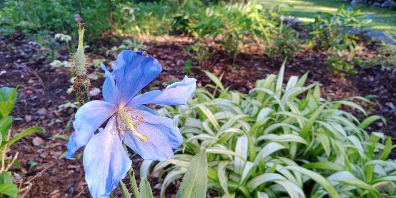 Meconopsis betonicifolia Меконопсис буквецелистный
